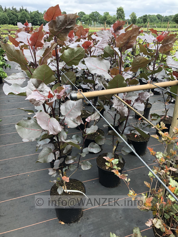 Populus deltoides Purple Tower 02.JPG